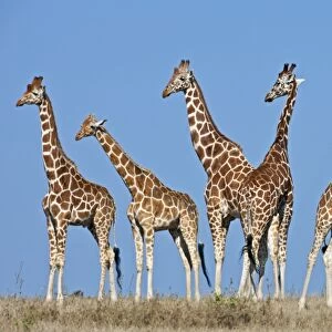 A herd of Reticulated giraffes with common zebra in the background