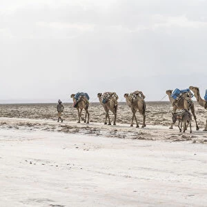 Herder with camel caravan passing through salt mines, Danakil Depression, Afar Region
