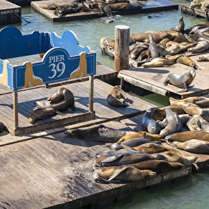 High angle view of California sea lions relaxing at Pier 39 on sunny day, San Francisco