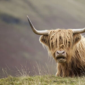 Highland Cattle, Glen Nevis, Lochaber, Scotland, UK