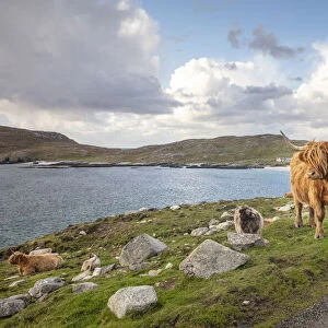 Highland Cattle, Isle of Harris, Outer Hebrides, Scotland