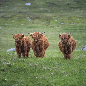 Highland Cattle, Isle of Lewis, Outer Hebrides, Scotland