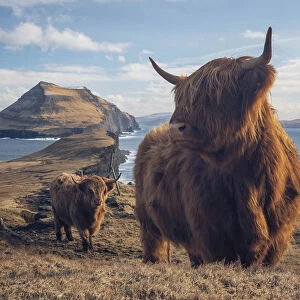 Highland cattle in Koltur island. Faroe islands