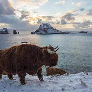 Highland cow on the island of Vagar. Faroe Islands