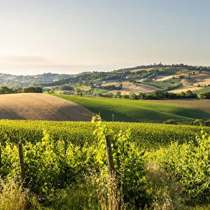 hills and vineyards in Marche region, Central Italy. Urbisaglia, Macerata district