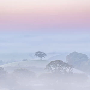 Hilltop tree at dawn on a misty morning, Devon, England. Autumn (November) 2020