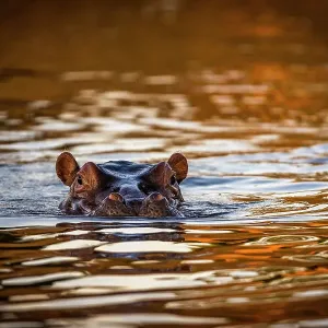 Hippopotamus in Chongwe River at sunset, Lower Zambezi National Park, Zambia Hippopotamus in Chongwe River at sunset, Lower Zambezi National Park, Zambia