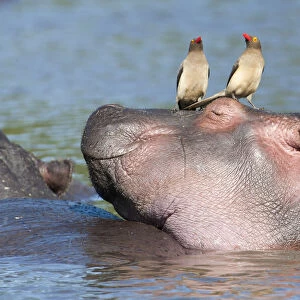 Hippopotamus (Hippopotamus amphibius), Tanzania