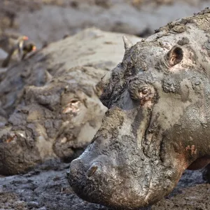 Hippos wallow in mud as the Katuma River