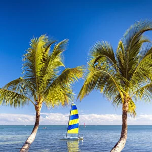 Hobie Cat & Palm Trees, Islamorada, Florida Keys, USA