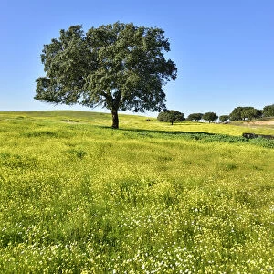 Holm oak in the vast plains of Alentejo. Portugal