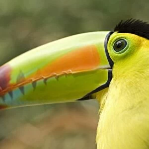 Honduras, Copan, Macaw Mountain Bird Park