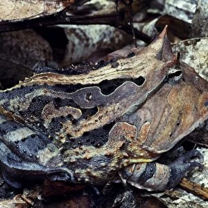 Horned Toad (Ceratophrys cornuta)