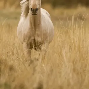 Horse, Montana Print Horse, Montana Print