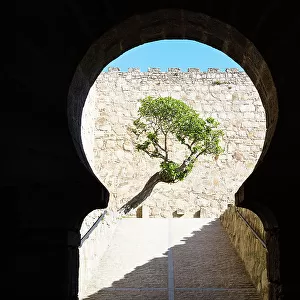 Horseshoe shape arch framing the tree at the entrance gate of Castillo de Trujillo (Trujillo Castle), Extremadura, Caceres, Spain