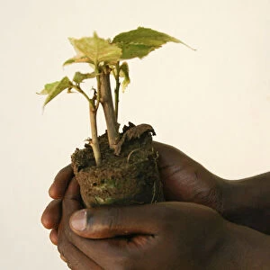 A horticulturalist holds a young tree at a nursery