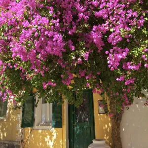 House Covered In Bougainvillea, Paxos, The Ionian Islands, Greek Islands, Greece, Europe