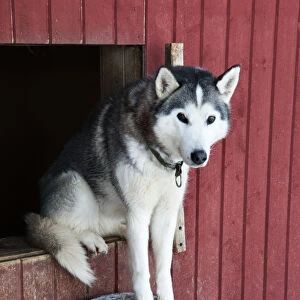 Husky, Lapland, Finland