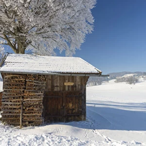 Hut next tree, near Fuessen, Allgeau Alps, Alps, Allgeau, Bavaria, Germany