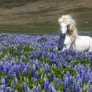 Iceland, Akureyri, white Icelandic horse runs through a field of lupins