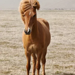 Icelandic Horse Print Icelandic Horse Print