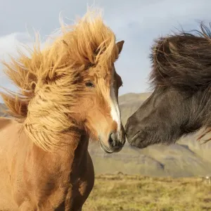 Icelandic Horses Print Icelandic Horses Print