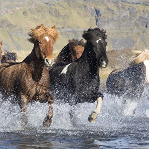 Icelandic horses running across a glacial river, South Iceland