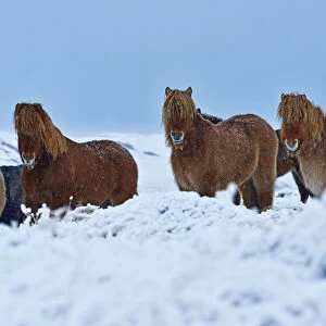 Icelandic ponies, Djupivogur, Iceland