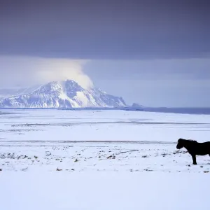 Icelandic Pony in Winter Print Icelandic Pony in Winter Print