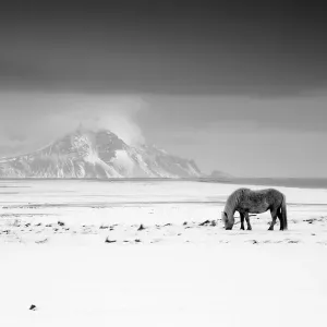 Icelandic Pony in Winter Print Icelandic Pony in Winter Print