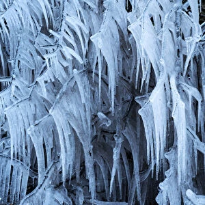 Icicles formed on trees on a freezing morning, Devon, England. Winter (February) 2021