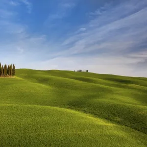 Iconic cypresses in Torrenieri country, Orcia valley, Tuscany, Italy