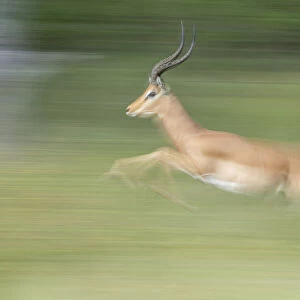 Impala (Aepyceros melampus) running (motion blur), Savuti, Chobe National Park, Botswana