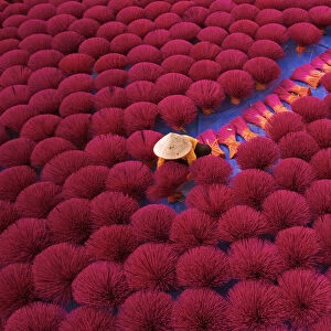 Incense workers sits surrounded by thousands of incense sticks in Quang Phu Cau, Hanoi