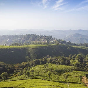 India, Kerala, Munnar, View over tea estates
