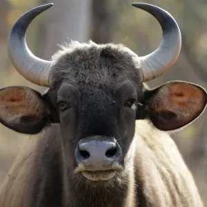 India, Madhya Pradesh, Satpura National Park. An inquisitive gaur, or wild bison stares directly at the