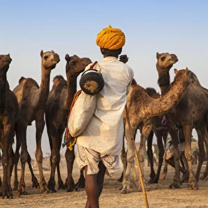 India, Rajasthan, Pushkar, Camel trader with his camels at the Pushkar Camel Fair
