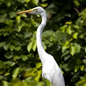 India, Ranganathittu Bird Sanctuary. An Eastern Great Egret set off beautifully against the lush foliage