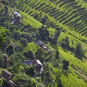 India, Sikkim, Tashiding, Rice terraces