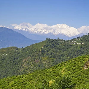 India, West Bengal, Darjeeling, Arya Tea Estate & Mount Kanchenjunga