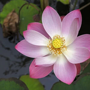 Indonesia, Bali, Lotus flower