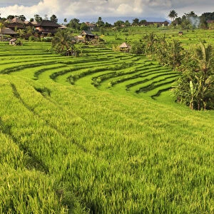 Indonesia, Bali, Sidemen Valley, Rice Fields