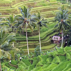 Indonesia, Bali, Ubud, Tegallalang / Ceking Rice Terraces