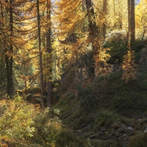 An intimate larch forest scene during the autumn foliage, not far from the Giau Pass in the Dolomites, Italy