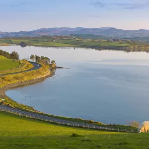 Ireland, Co. Donegal, Fanad, Mulroy bay, sheep in farmland