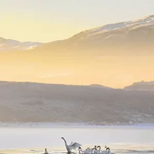 Ireland, Co. Donegal, Mulroy bay, Swans on frozen water