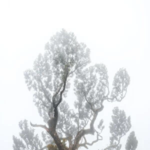 Isolated old tree in the fog, Fanal forest, Madeira island, Portugal