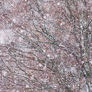 Italy, Abruzzo, Snowflakes swirling around almost bare trees, Campo Imperatore area