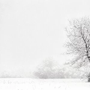 Italy, Friuli Venezia Giulia, Dolomites, lone tree in the snow