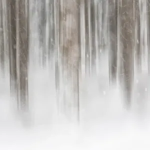 Italy, Friuli Venezia Giulia, forest in the snow Italy, Friuli Venezia Giulia, forest in the snow